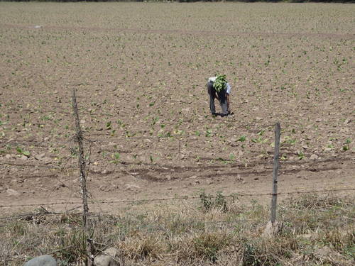 A care taker is weeding the Tobacco field.